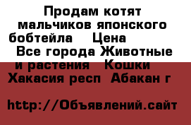 Продам котят мальчиков японского бобтейла. › Цена ­ 30 000 - Все города Животные и растения » Кошки   . Хакасия респ.,Абакан г.